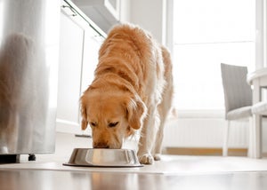 Can dogs eat lentils