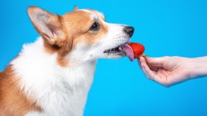 Can dogs eat strawberries