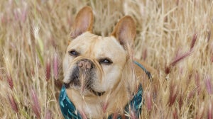 Can dogs eat barley