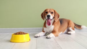 What is hypoallergenic dog food