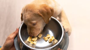 Can dogs eat bananas