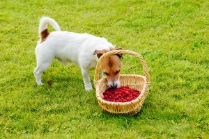 Can dogs eat raspberries