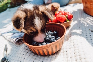 Can dogs eat blueberries