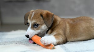 Are carrots good for dogs
