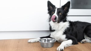 Can a dog eat tuna