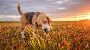 Why is my dog eating grass?
