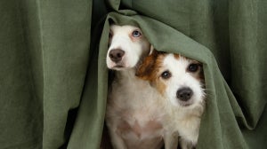 How to calm an anxious dog?
