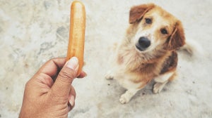 Is Pork Bad for Dogs?