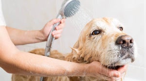 A Guide to Dog Grooming