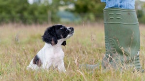 How To Teach A Puppy To Stay