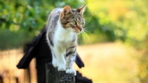 Ab welchem Alter darf meine Katze nach draußen?