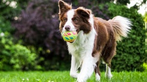 Bringe deinem Hund Apportieren bei