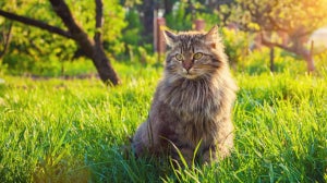 Für ein glückliches Miteinander: Die Körpersprache und Signale von Katzen verstehen