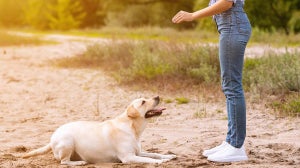 Dem Hund Platz beibringen: Tipps und Tricks