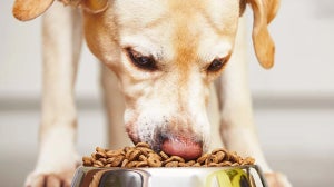 Erstausstattung für den Hund