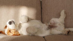 Gründe, warum Hunde auf dem Rücken schlafen