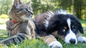Hund und katze aneinander gewöhnen