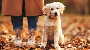 Hund zieht an der Leine: Tipps
