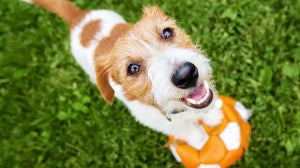 Hundespiele: Tipps für aktive Hunde!