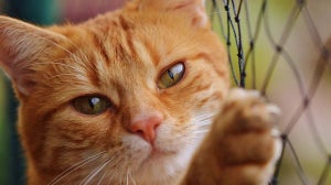 Nierenversagen bei Katzen