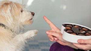 Was ist giftig für Hunde? – Diese Lebensmittel solltest du deinem Hund nicht füttern!