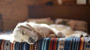 Wie viel Schlaf brauchen Hunde?
