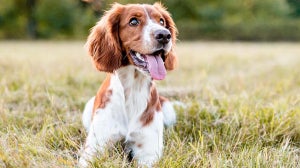 Wie viel kostet ein Hund?