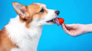 Dürfen Hunde Erdbeeren essen?