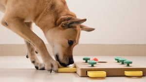 Denkspiele für Hunde