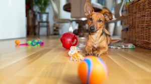 11 Hundespiel-Ideen für drinnen