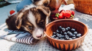 Dürfen Hunde Blaubeeren fressen?