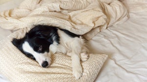 Hund is͏t͏ nachts ͏unruhig: Ursa͏chen & Lösungen