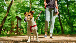 Leinentraining für Welpen: So gewöhnst du deinen Welpen an die Leine