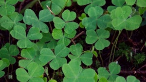 Fun St. Patrick’s Day Gift Ideas For All The Family