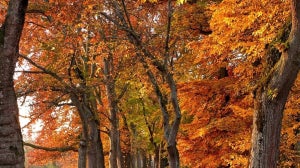 10 Ways to Avoid Temptation this Autumn