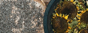 Semințele de floarea-soarelui : Nutriție & Avantajele de sănătate