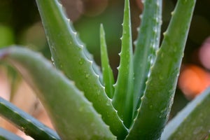 Aloe Vera: les bienfaits et les alternatives approuvées par notre nutritionniste