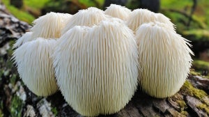 What are Lion’s Mane Mushrooms | Health Benefits & Uses