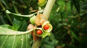8 Benefits Of Ashwagandha | What Is It? What Are Its Side Effects?