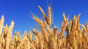 Germen de trigo | Beneficios, usos y propiedades