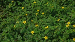 What Is Tribulus Terrestris | How Does It Work?