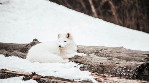 Ethical Skincare With Snow Fox