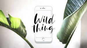 GLOSSY Wallpaper: Der Wild-Thing-Look für Smartphone und Co