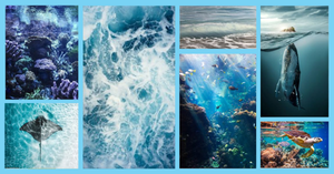 Journée mondiale de l’océan – tout savoir