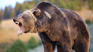 Stoltmans marklyfter vikten av en grizzlybjörn