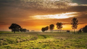 Grasgefüttertes Kollagen: Alles, was du wissen musst