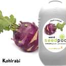 Touch of Ginger Weird Seedpod Kohlrabi