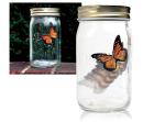 Butterfly Jar