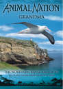 Animal Nation - Grandma: The Northern Royal Albatross