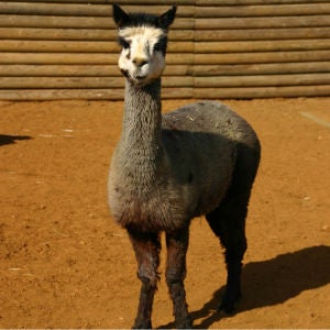 Adopt an Alpaca with tickets to Paradise Wildlife Park